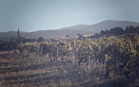 Paysage Beaujolais